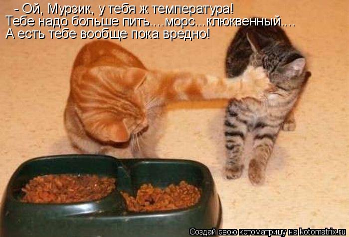 - Ой, Мурзик, у тебя ж температура! Тебе надо больше пить....морс...клюквенный.... А есть тебе вообще... Котоматрица: - Ой, Мурзик, у тебя ж температура! Тебе надо больше пить....морс...клюквенный.... А есть тебе вообще пока вредно!