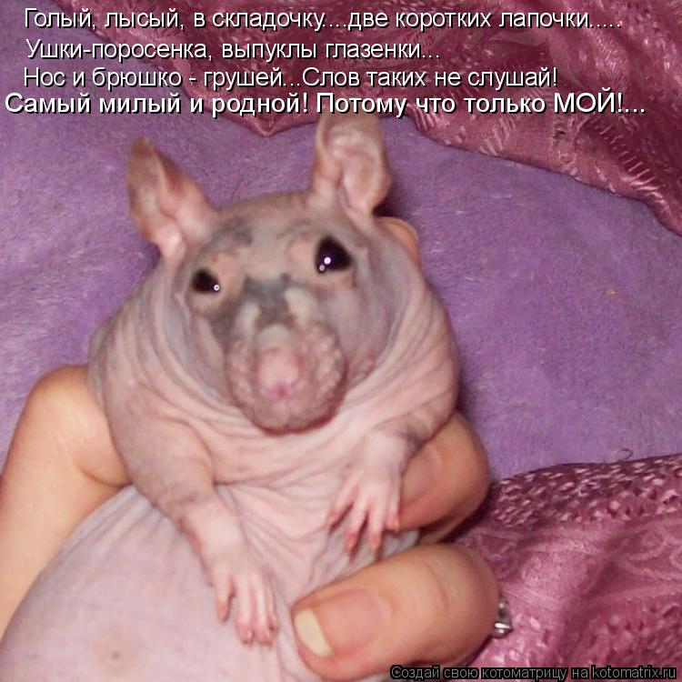 Голый, лысый, в складочку....две коротких лапочки..... Ушки-поросенка, выпуклы глазенки... Нос и брюш... Котоматрица: Голый, лысый, в складочку....две коротких лапочки..... Ушки-поросенка, выпуклы глазенки... Нос и брюшко - грушей...Слов таких не слушай! Самый милы