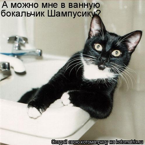 А можно мне в ванную бокальчик Шампусику?... Котоматрица: А можно мне в ванную бокальчик Шампусику?