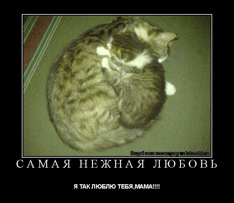 Котоматрица: Самая нежная любовь Я ТАК ЛЮБЛЮ ТЕБЯ,МАМА!!!!