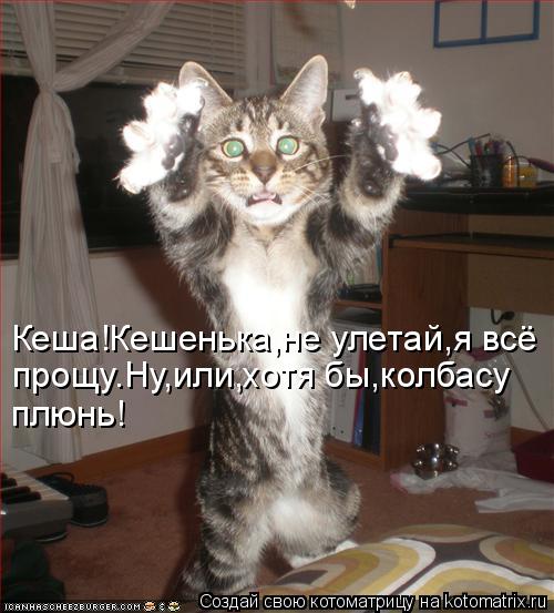Котоматрица: Кеша!Кешенька,не улетай,я всё прощу.Ну,или,хотя бы,колбасу  плюнь!