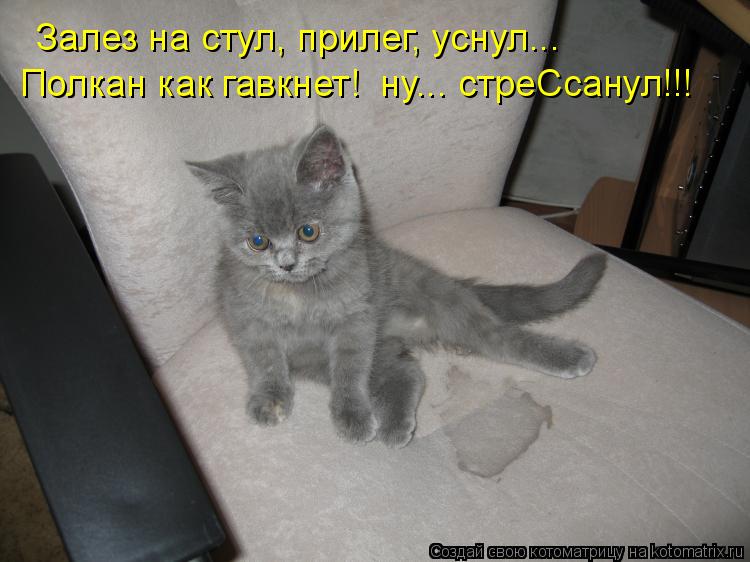 Котоматрица: Залез на стул, прилег, уснул... Полкан как гавкнет!  ну... стреСсанул!!!
