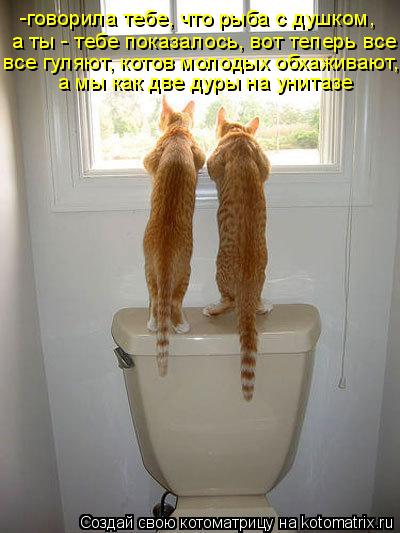 -говорила тебе, что рыба с душком, а ты - тебе показалось, вот теперь все все гуляют, котов молодых о... Котоматрица: -говорила тебе, что рыба с душком, а ты - тебе показалось, вот теперь все все гуляют, котов молодых обхаживают, а мы как две дуры на унитазе