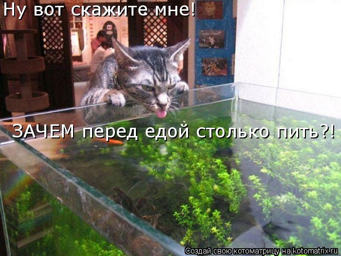 Ну вот скажите мне! ЗАЧЕМ перед едой столько пить?!... Котоматрица: Ну вот скажите мне! ЗАЧЕМ перед едой столько пить?!