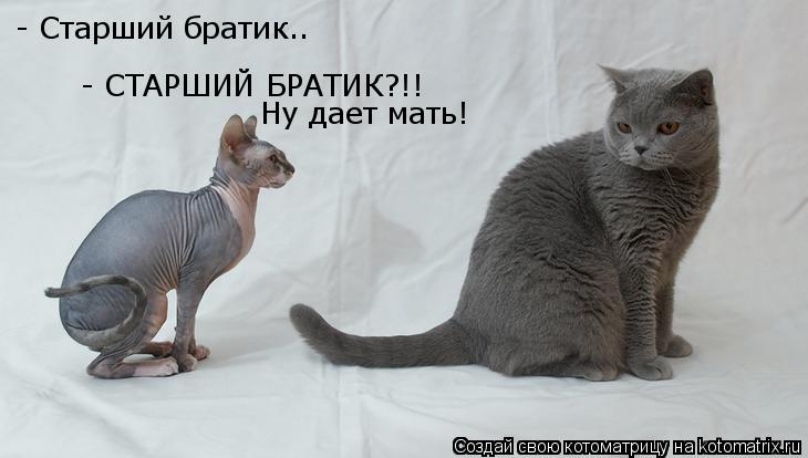 - Старший братик.. - СТАРШИЙ БРАТИК?!! Ну дает мать!... Котоматрица: - Старший братик.. - СТАРШИЙ БРАТИК?!! Ну дает мать!