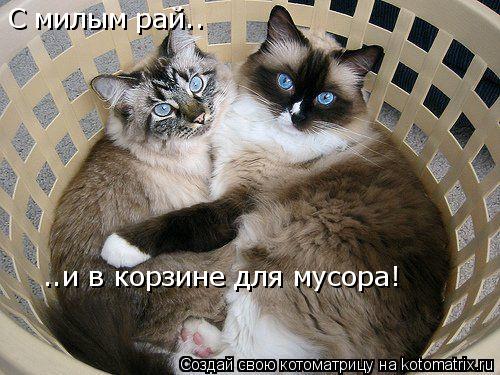 С милым рай.. ..и в корзине для мусора!... Котоматрица: С милым рай.. ..и в корзине для мусора!