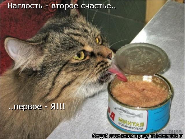 Наглость - второе счастье.. ..первое - Я!!!... Котоматрица: Наглость - второе счастье.. ..первое - Я!!!