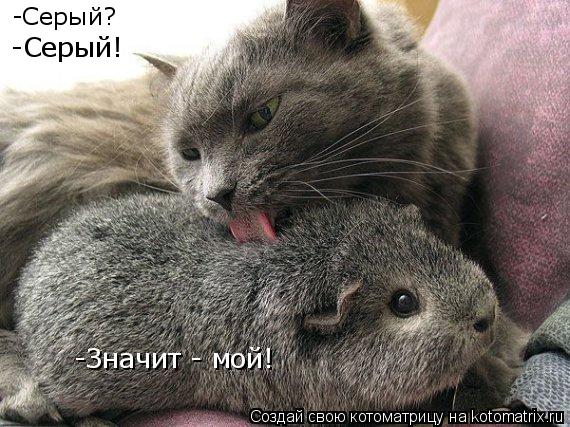 -Серый? -Серый! -Значит - мой!... Котоматрица: -Серый? -Серый! -Значит - мой!
