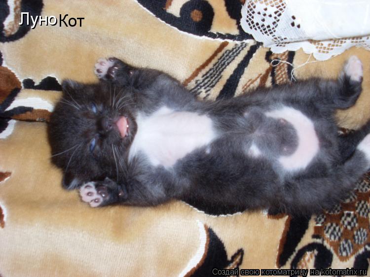 Луно Кот... Котоматрица: Луно Кот