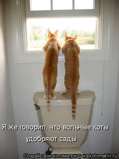 Я же говорил, что вольные коты удобряют сады... Котоматрица: Я же говорил, что вольные коты удобряют сады