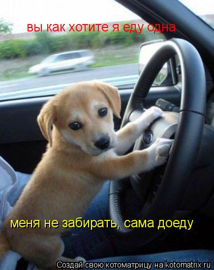 вы как хотите я еду одна меня не забирать, сама доеду... Котоматрица: вы как хотите я еду одна меня не забирать, сама доеду