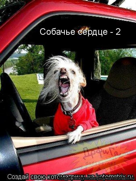 Собачье сердце - 2... Котоматрица: Собачье сердце - 2