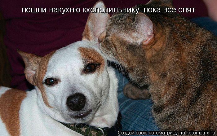пошли накухню кхолодильнику пока все спят... Котоматрица: пошли накухню кхолодильнику пока все спят