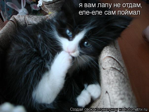 я вам лапу не отдам, еле-еле сам поймал... Котоматрица: я вам лапу не отдам, еле-еле сам поймал