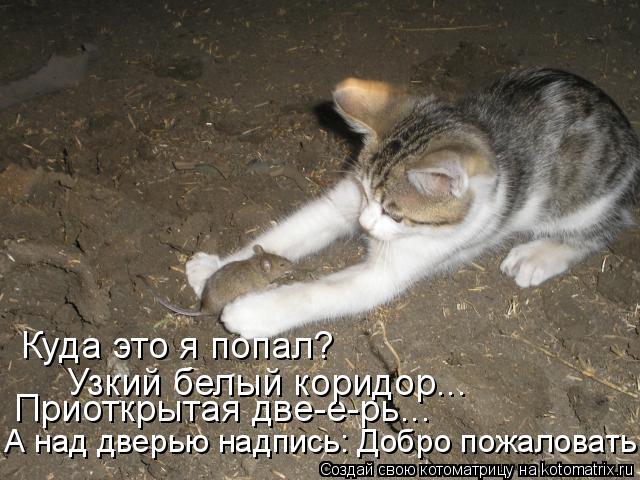 Приоткрытая две-е-рь... Куда это я попал? Узкий белый коридор... А над дверью надпись: Добро пожалова... Котоматрица: Приоткрытая две-е-рь... Куда это я попал? Узкий белый коридор... А над дверью надпись: Добро пожаловать!"