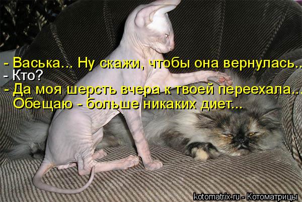 - Васька... Ну скажи, чтобы она вернулась... - Кто? - Да моя шерсть вчера к твоей переехала... Обещаю... Котоматрица: - Васька... Ну скажи, чтобы она вернулась... - Кто? - Да моя шерсть вчера к твоей переехала... Обещаю - больше никаких диет...