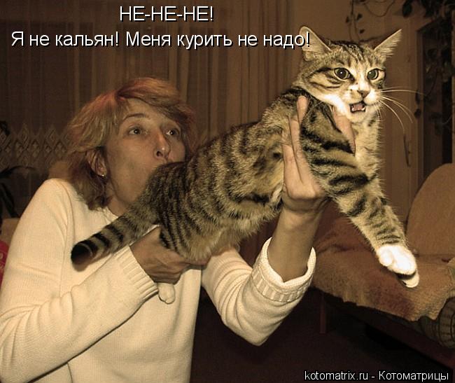 НЕ-НЕ-НЕ! Я не кальян! Меня курить не надо!... Котоматрица: НЕ-НЕ-НЕ! Я не кальян! Меня курить не надо!
