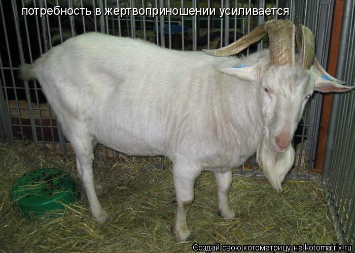 потребность в жертвоприношении усиливается... Котоматрица: потребность в жертвоприношении усиливается