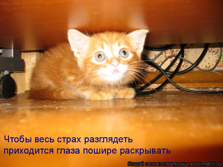 Чтобы весь страх разглядеть приходится глаза пошире раскрывать... Котоматрица: Чтобы весь страх разглядеть приходится глаза пошире раскрывать