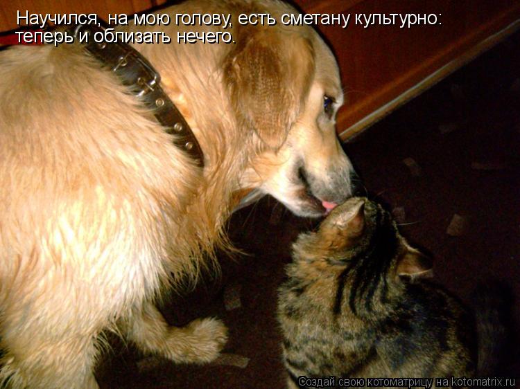 Научился, на мою голову, есть сметану культурно: теперь и облизать нечего. теперь и облизать нечего.... Котоматрица: Научился, на мою голову, есть сметану культурно: теперь и облизать нечего. теперь и облизать нечего.