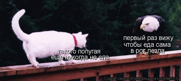 первый раз вижу чтобы еда сама в рот лезла такого попугая еще никогда не ела... Котоматрица: первый раз вижу чтобы еда сама в рот лезла такого попугая еще никогда не ела