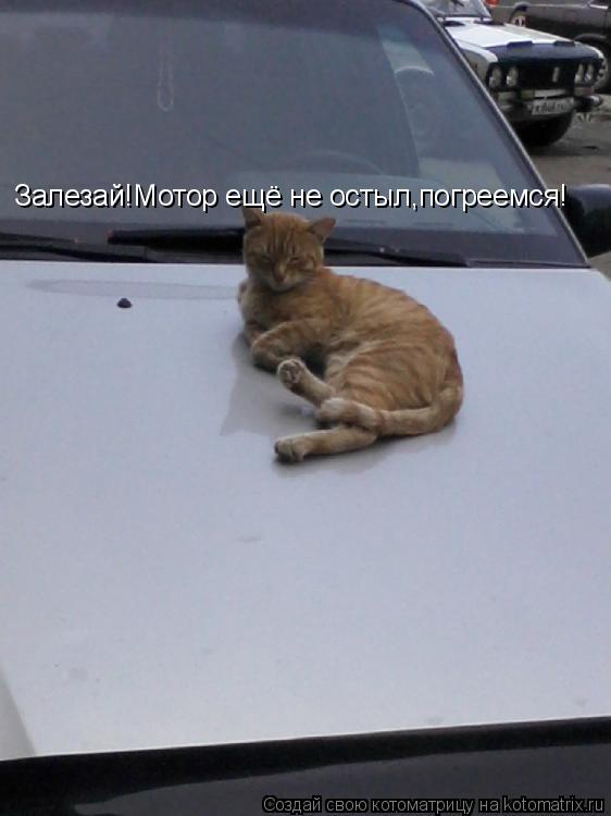Залезай!Мотор ещё не остыл,погреемся!... Котоматрица: Залезай!Мотор ещё не остыл,погреемся!