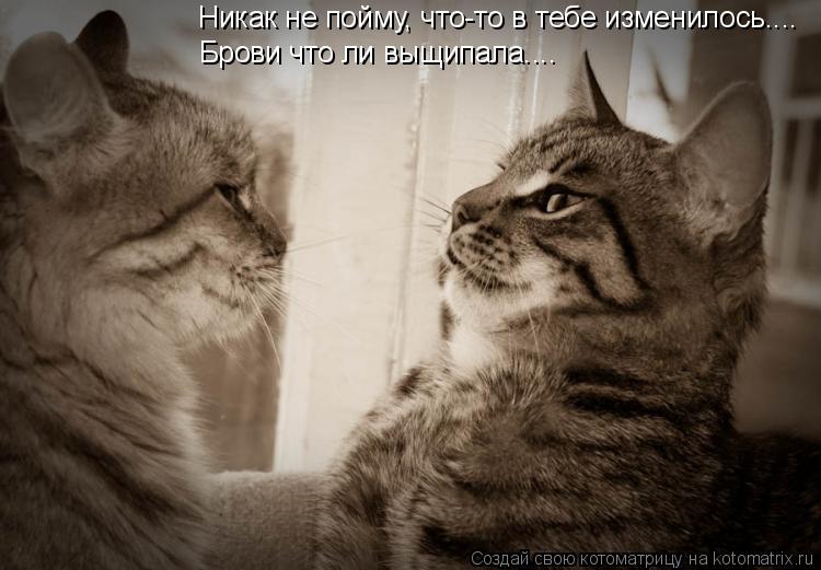 Никак не пойму, что-то в тебе изменилось.... Брови что ли выщипала....... Котоматрица: Никак не пойму, что-то в тебе изменилось.... Брови что ли выщипала....