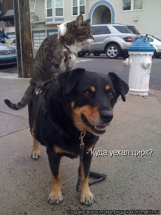 - Куда уехал цирк?... Котоматрица: - Куда уехал цирк?