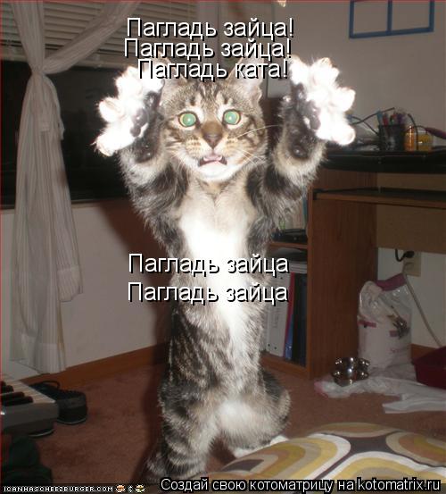 Пагладь зайца! Пагладь зайца! Пагладь ката! Пагладь зайца Пагладь зайца... Котоматрица: Пагладь зайца! Пагладь зайца! Пагладь ката! Пагладь зайца Пагладь зайца