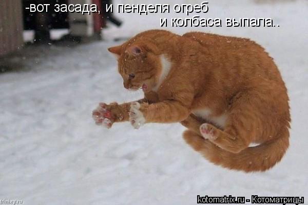 -вот засада, и пенделя огреб и колбаса выпала..... Котоматрица: -вот засада, и пенделя огреб и колбаса выпала..