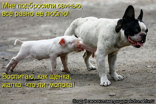 Котоматрица: Мне подбросили свинью,  всё равно её люблю! Воспитаю, как щенка, жалко, что ли, молока!