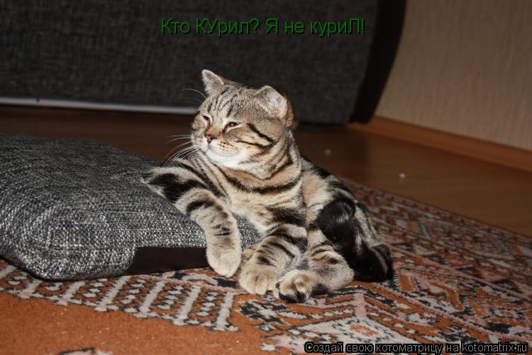Кто КУрил? Я не куриЛ!... Котоматрица: Кто КУрил? Я не куриЛ!