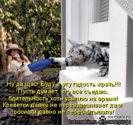 Ну да щас! Буду я эту гадость жрать!!! Пусть думает, что все съедаю, бдительность хоть усыплю на врем... Котоматрица: Ну да щас! Буду я эту гадость жрать!!! Пусть думает, что все съедаю, бдительность хоть усыплю на время! Креветки давно не перевзвешивает да и