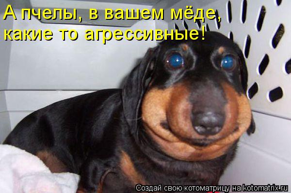 А пчелы, в вашем мёде, какие то агрессивные!... Котоматрица: А пчелы, в вашем мёде, какие то агрессивные!
