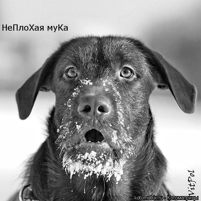 НеПлоХая муКа... Котоматрица: НеПлоХая муКа