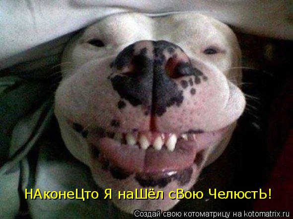 НАконеЦто Я наШёл сВою ЧелюстЬ!... Котоматрица: НАконеЦто Я наШёл сВою ЧелюстЬ!