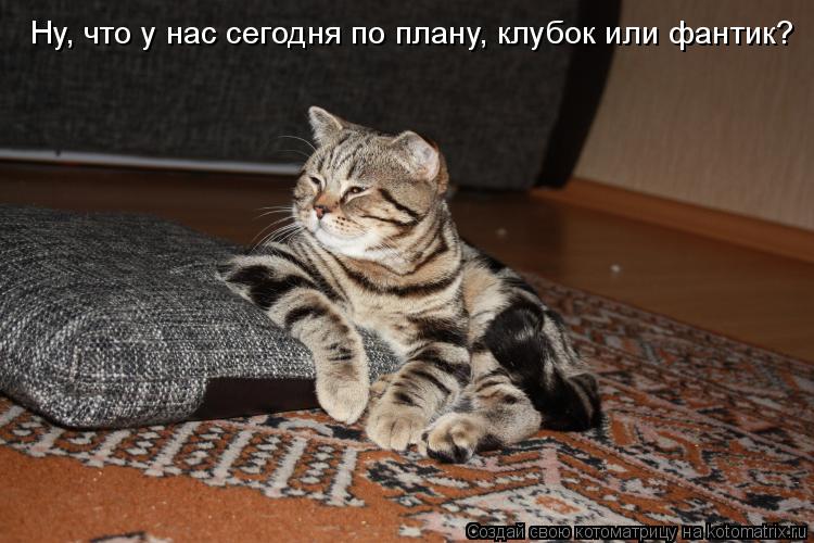 Ну, что у нас сегодня по плану, клубок или фантик?... Котоматрица: Ну, что у нас сегодня по плану, клубок или фантик?