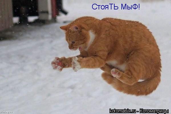 СтояТЬ МыФ!... Котоматрица: СтояТЬ МыФ!