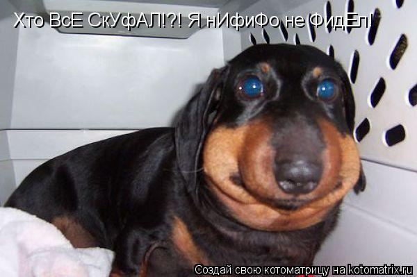 Хто ВсЕ СкУфАЛ!?! Я нИфиФо не ФидЕл!... Котоматрица: Хто ВсЕ СкУфАЛ!?! Я нИфиФо не ФидЕл!