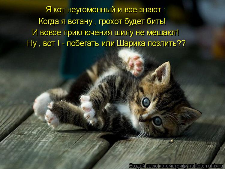 Я кот неугомонный и все знают : Когда я встану , грохот будет бить! И вовсе приключения шилу не мешаю... Котоматрица: Я кот неугомонный и все знают : Когда я встану , грохот будет бить! И вовсе приключения шилу не мешают! Ну , вот ! - побегать или Шарика позлить??
