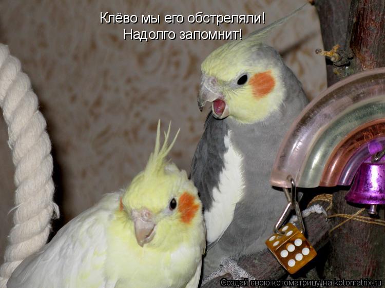 Клёво мы его обстреляли! Надолго запомнит!... Котоматрица: Клёво мы его обстреляли! Надолго запомнит!