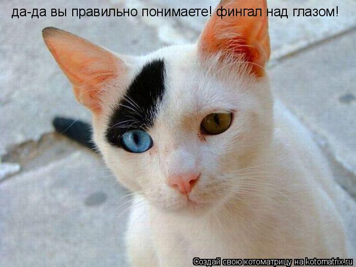 да-да вы правильно понимаете! фингал над глазом!... Котоматрица: да-да вы правильно понимаете! фингал над глазом!
