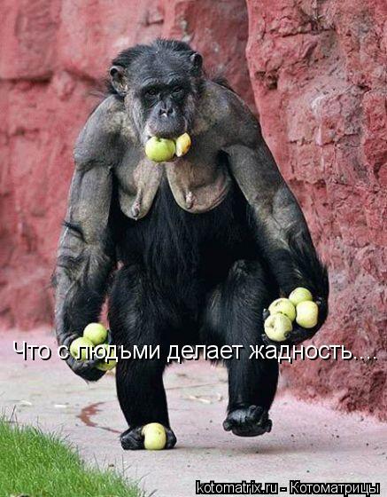 Что с людьми делает жадность....... Котоматрица: Что с людьми делает жадность....