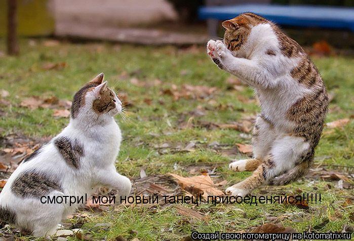 смотри! мой новый танец! присоеденяйся!!!!!... Котоматрица: смотри! мой новый танец! присоеденяйся!!!!!