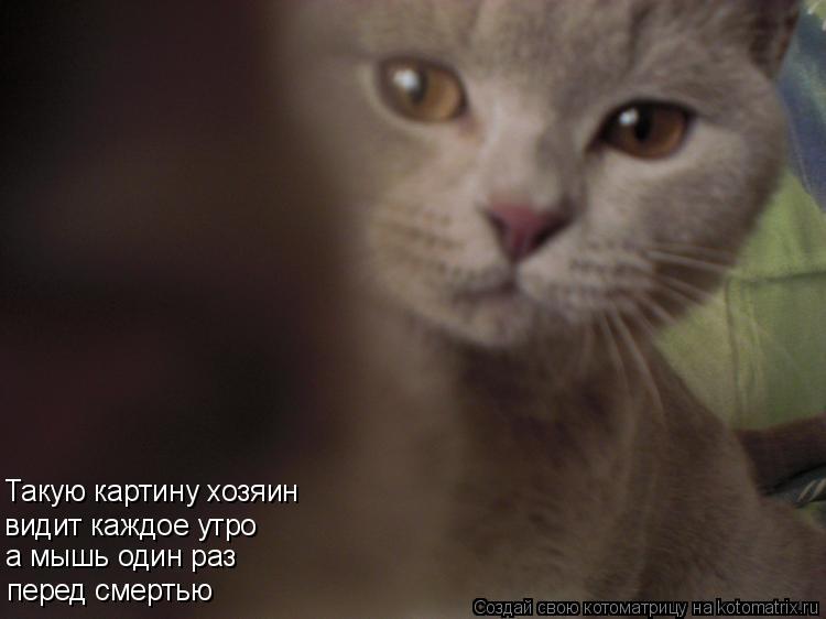 перед смертью а мышь один раз видит каждое утро Такую картину хозяин... Котоматрица: перед смертью а мышь один раз видит каждое утро Такую картину хозяин