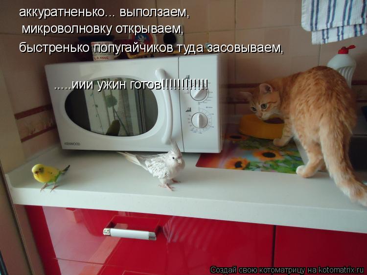 аккуратненько... выползаем, микроволновку открываем, быстренько попугайчиков туда засовываем, .....и... Котоматрица: аккуратненько... выползаем, микроволновку открываем, быстренько попугайчиков туда засовываем, .....иии ужин готов!!!!!!!!!!!!