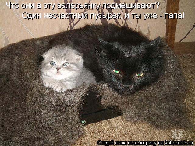 Что они в эту валерьянку подмешивают? Один несчастный пузырек, и ты уже - папа!... Котоматрица: Что они в эту валерьянку подмешивают? Один несчастный пузырек, и ты уже - папа!