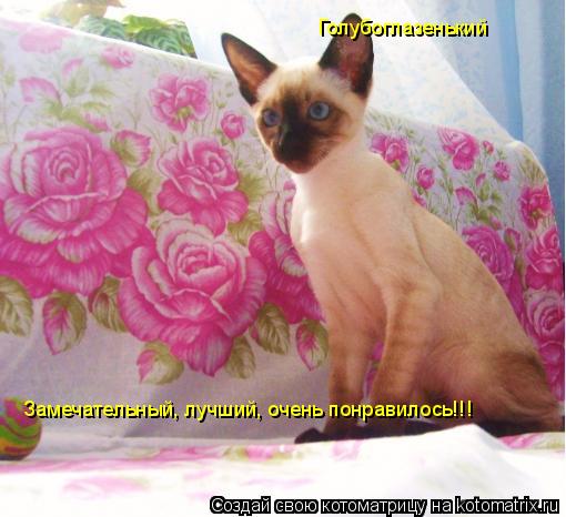 Замечательный, лучший, очень понравилось!!! Голубоглазенький... Котоматрица: Замечательный, лучший, очень понравилось!!! Голубоглазенький