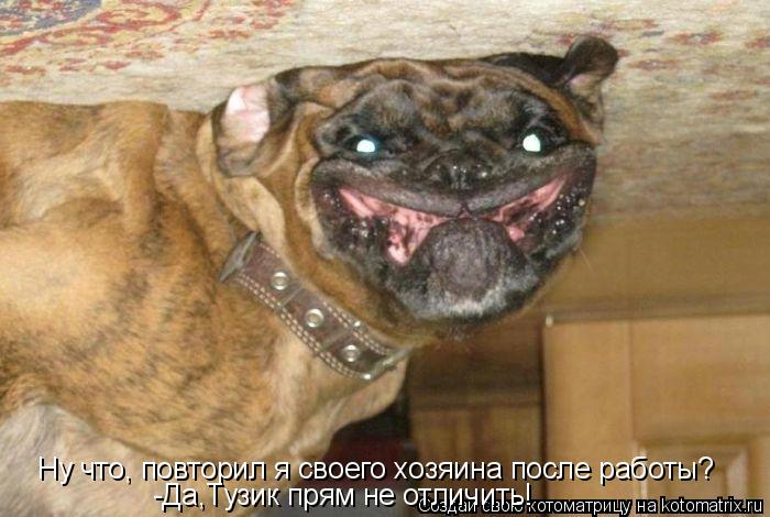 Ну что, повторил я своего хозяина после работы? -Да,Тузик прям не отличить!... Котоматрица: Ну что, повторил я своего хозяина после работы? -Да,Тузик прям не отличить!