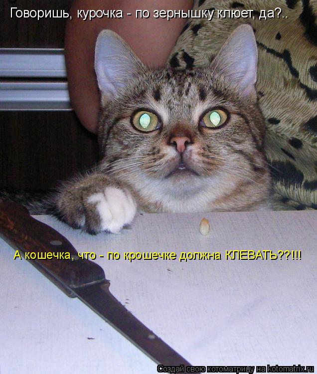 Говоришь, курочка - по зернышку клюет, да?.. А кошечка, что - по крошечке должна КЛЕВАТЬ??!!!... Котоматрица: Говоришь, курочка - по зернышку клюет, да?.. А кошечка, что - по крошечке должна КЛЕВАТЬ??!!!
